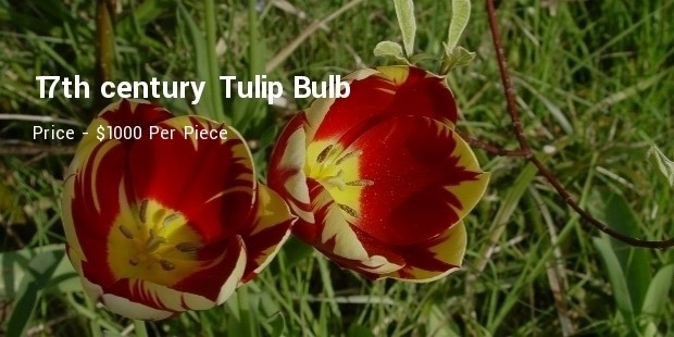 17th century tulip bulb