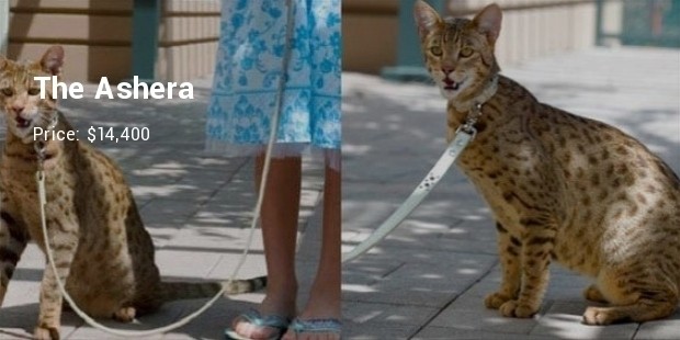ashera cat breed