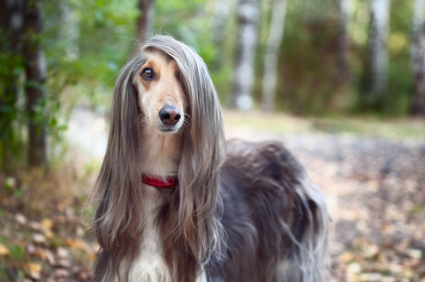 afghan hound