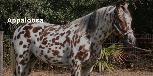 appaloosa