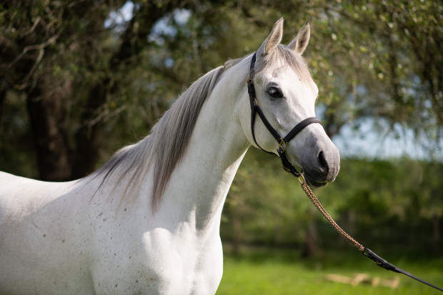 arabian horse