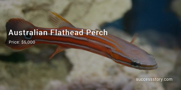 australian flathead perch