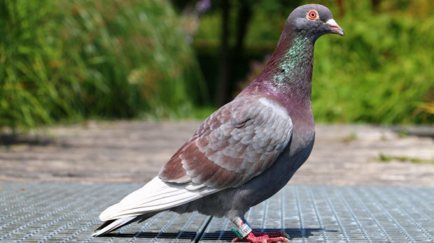 belgian pigeon 1