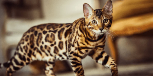 bengal cat