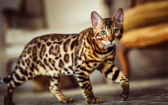 bengal cat