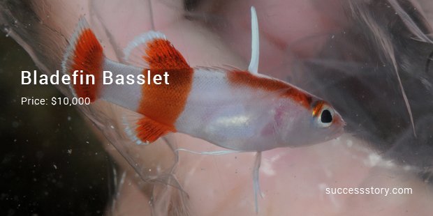 bladefin basslet