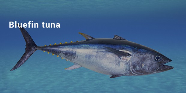 bluefin tuna