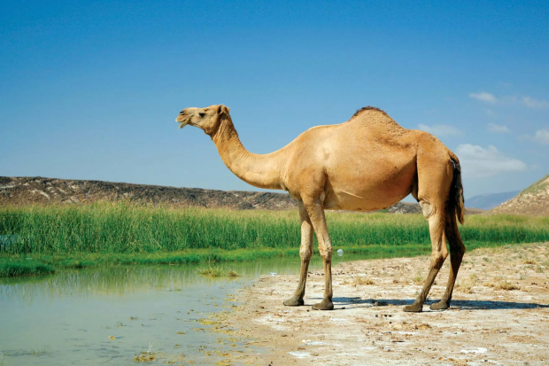 camel