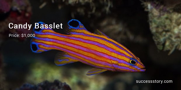 candy basslet