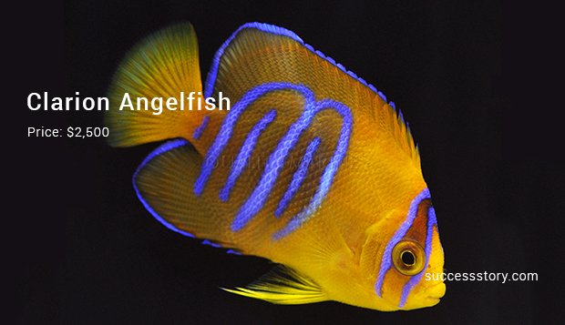 clarion angelfish