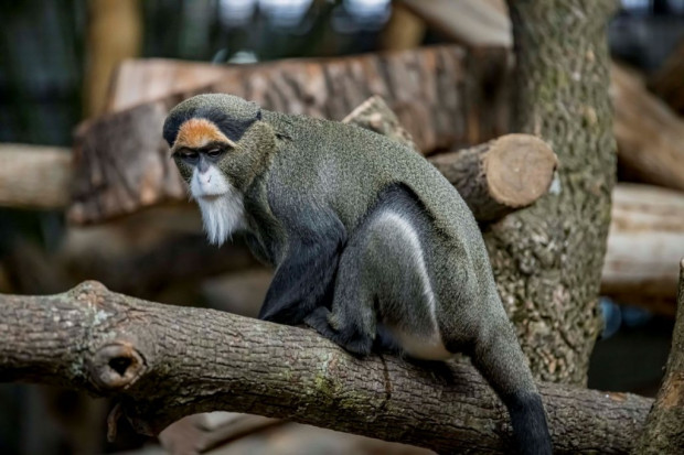 de brazza’s monkey