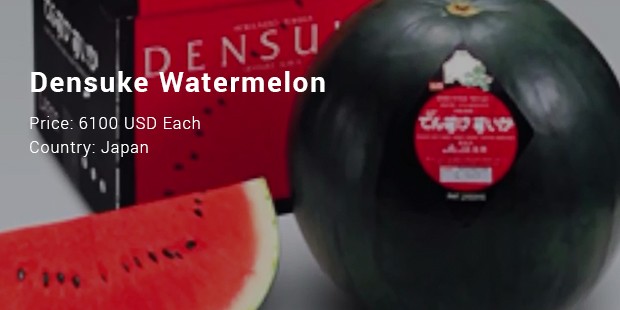 densuke watermelon