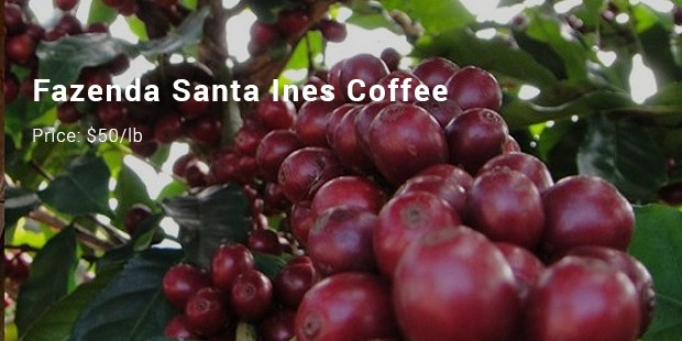 fazenda santa ines coffee