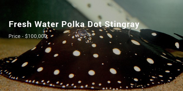fresh water polka dot stingray