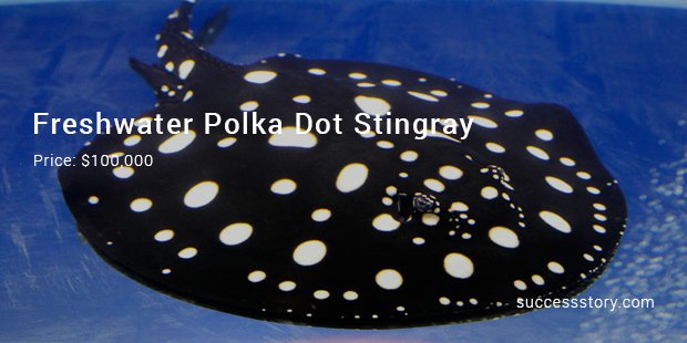 freshwater polka dot stingray