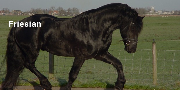 friesian