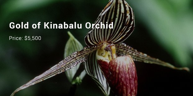 gold of kinabalu orchid