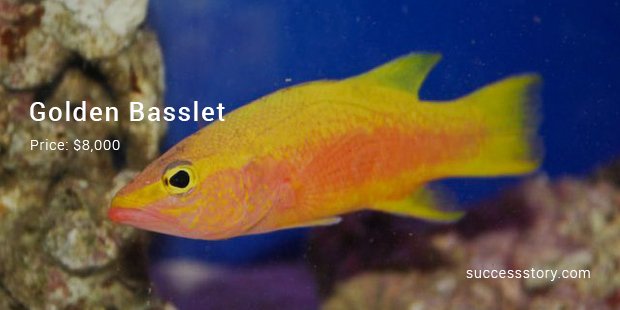 golden basslet