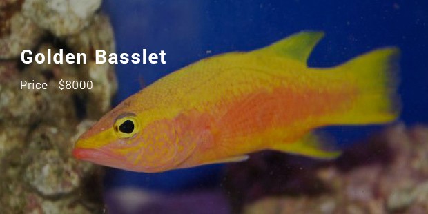 golden basslet