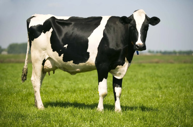 holstein cow