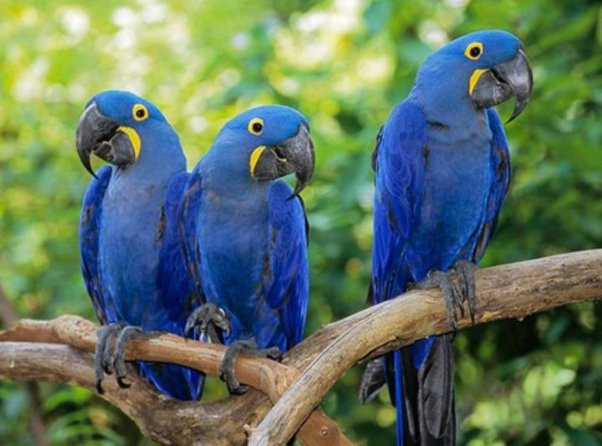 hyacinth macaw