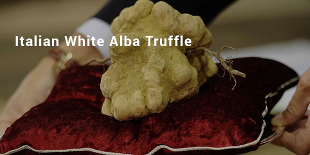 italian white alba truffle