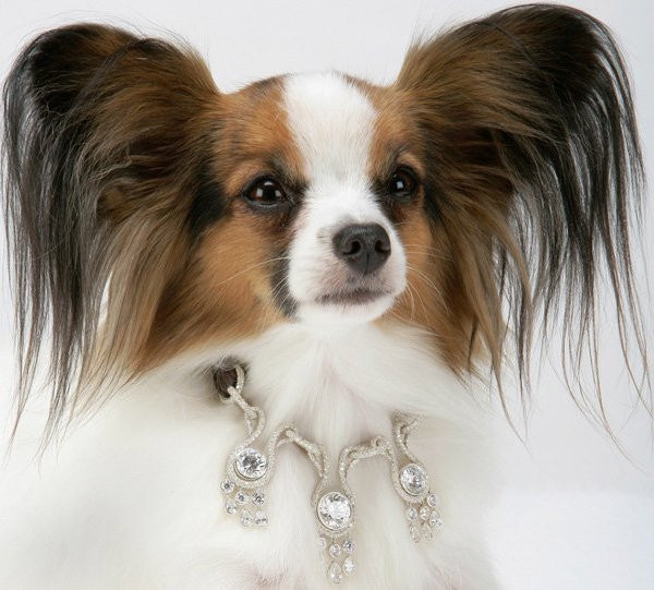 la collection de bijoux’s “amour amour” dog collar