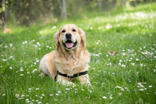 labrador retriever