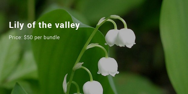 lily of the valley