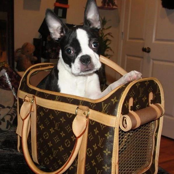 louis vuitton classic dog carrier