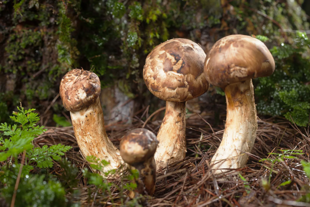 matsutake