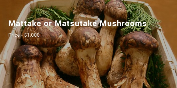 mattake or matsutake mushrooms