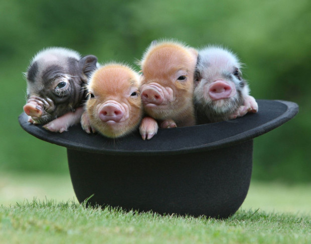 micropigs