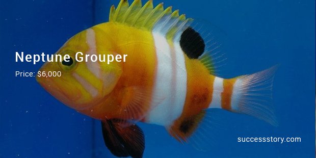 neptune grouper