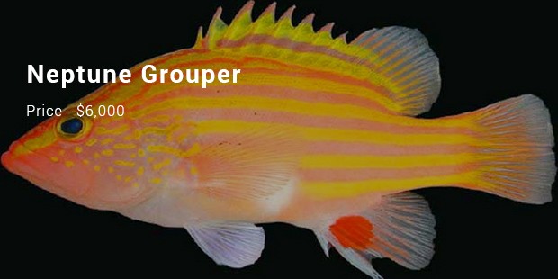 neptune grouper