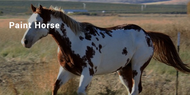 paint horse