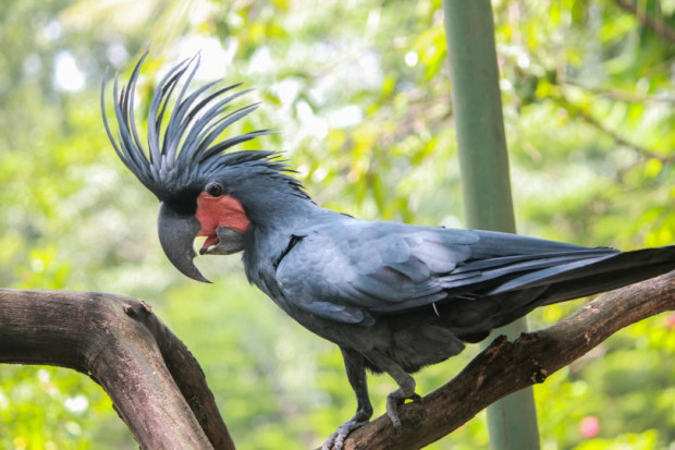 palm cockatoo