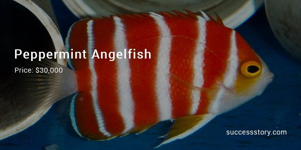 peppermint angelfish