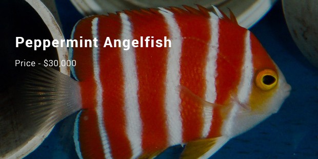 peppermint angelfish