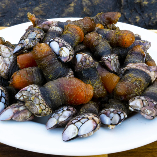 percebes  gooseneck barnacles 