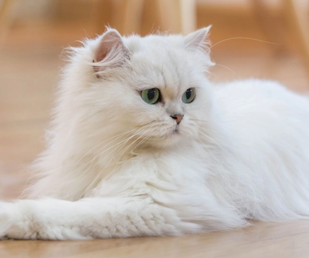 persian cat