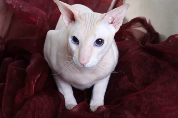 peterbald