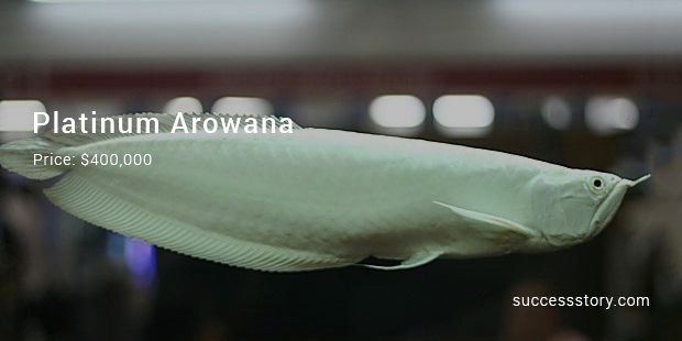 platinum arowana