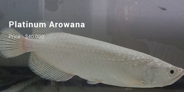 platinum arowana