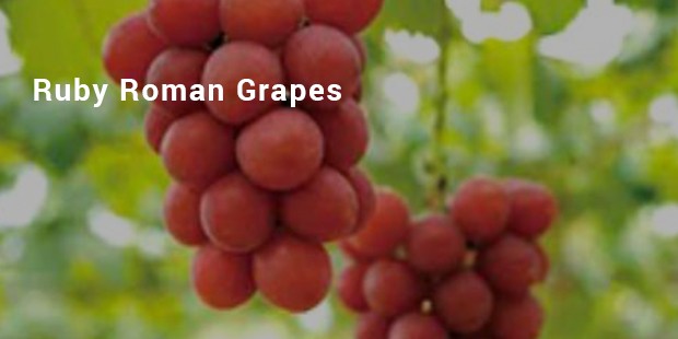 ruby roman grapes