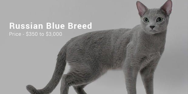 russian blue breed