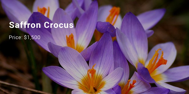 saffron crocus