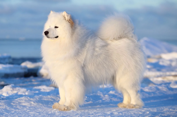 samoyed  1 