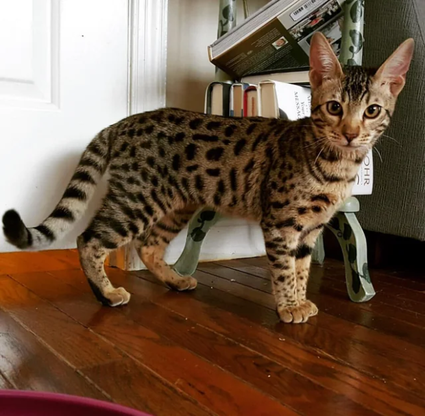 savannah cat