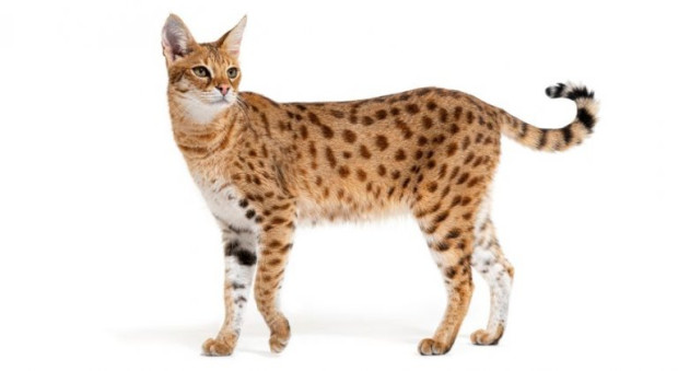 savannah cat